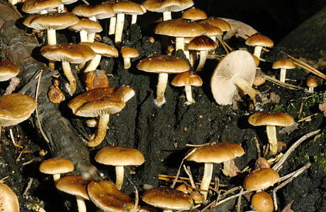 Kohlenschüppling (Pholiota highlandensis) - © Heinz Prelicz